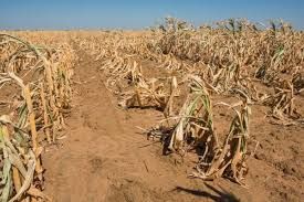 Nigerian Farmers Grapple with Water Scarcity Amid Climate Change 1 drought in nigeria 11651820196881729437